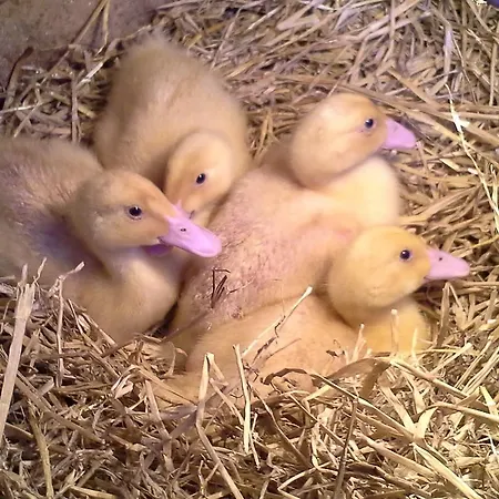 Penzion Stenvang Onsbjerg