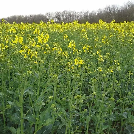 Stenvang 3* Onsbjerg